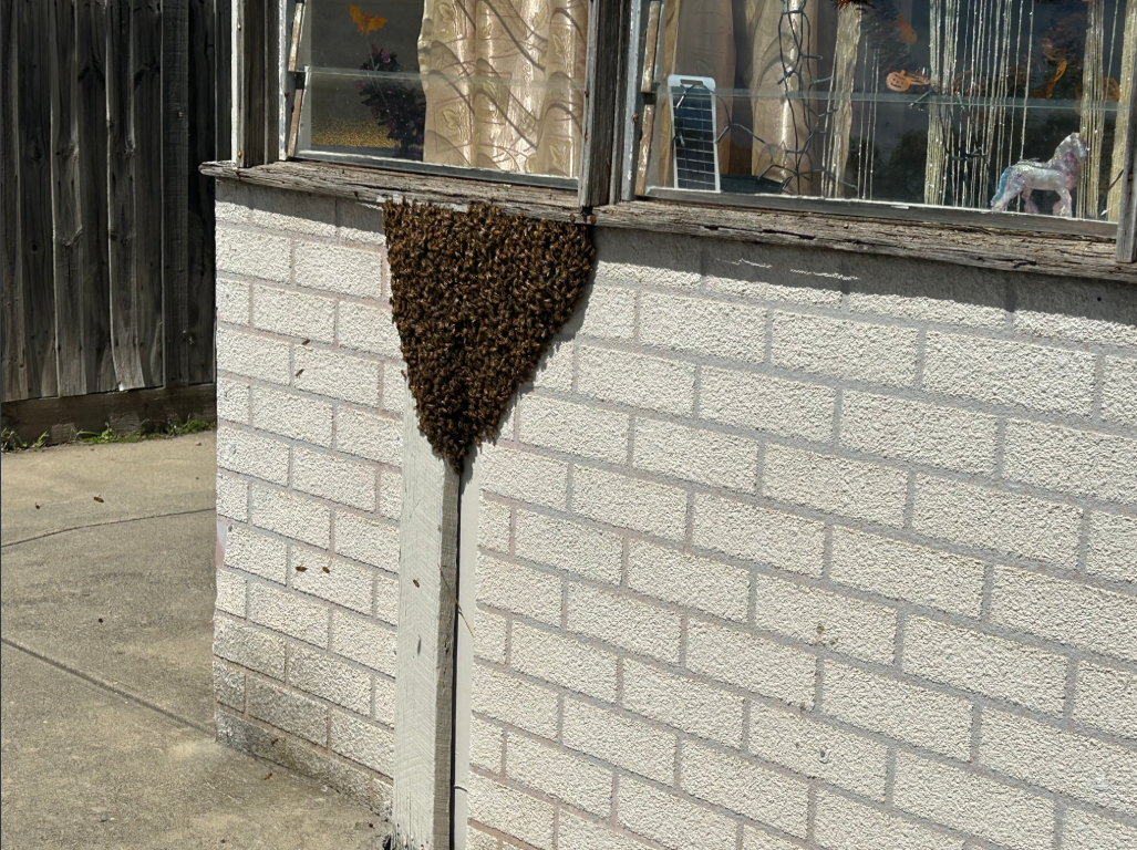 Swarm photo